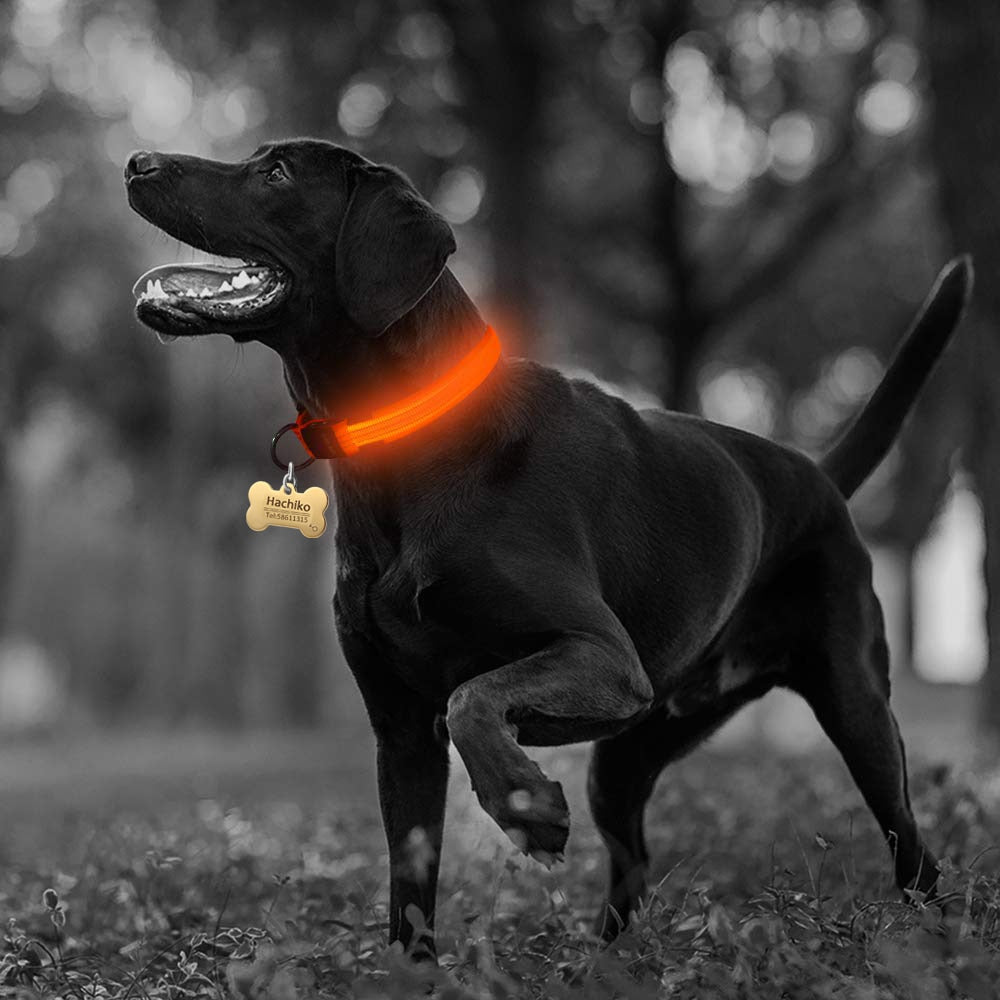 2-Pack Nylon LED Dog Collar Set – Night Safety Glow Collars