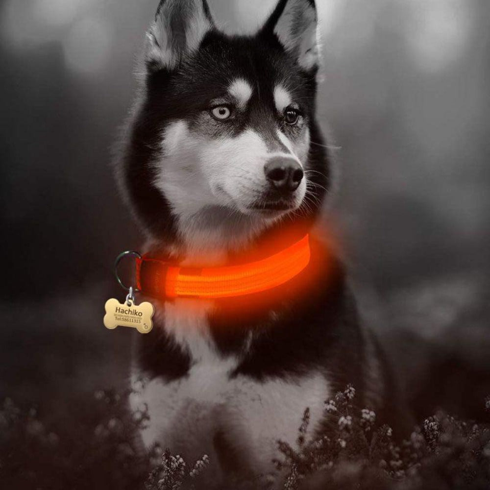 2-Pack Nylon LED Dog Collar Set – Night Safety Glow Collars